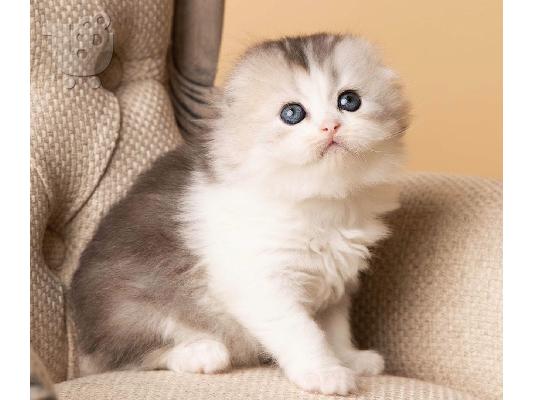 Beautiful Scottish Fold & British Kratite me preko (whatsapp 32460219218) ili (viber 2...