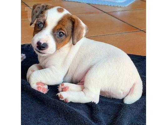 PoulaTo: Διαθέσιμα κουτάβια Jack Russell Terrier