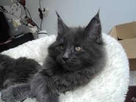 PoulaTo: Ποιότητα Maine Coon Kitten