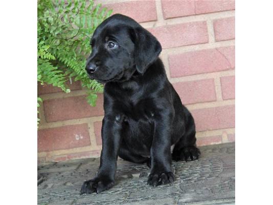 PoulaTo: Labrador Retreiver