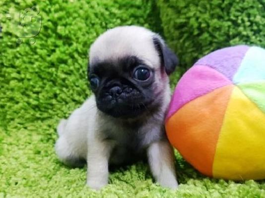 PoulaTo: Pug Puppies