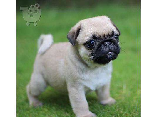 Άμεσα παραδοτέα PUG 250 Euro