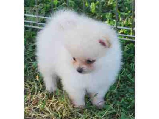 PoulaTo: Pomeranian κουτάβια