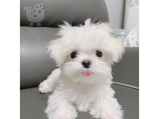 Η Pedigree Maltese Fija γέννησε 4 υγιή κουτάβια. Και οι δύο