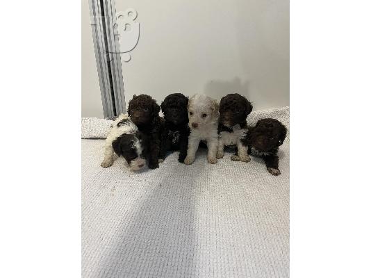 PoulaTo: Lagotto Romagnolo κουτάβια