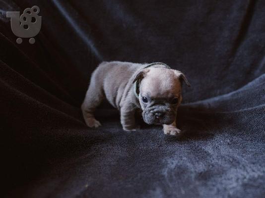 PoulaTo: Γαλλικά BullDog κουτάβια
