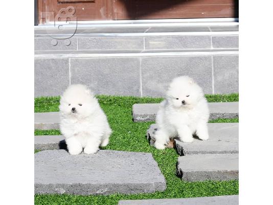 Καταπληκτικά κουτάβια από Pomeranian!