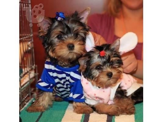PoulaTo: Yorkshire terrier κουτάβια