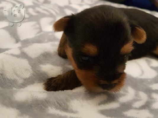 PoulaTo: Yorkshire Terrier