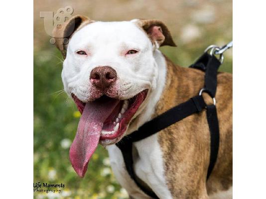 AMERICAN RED NOSE