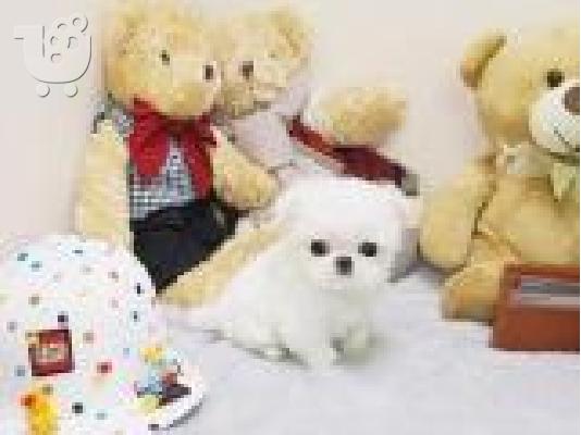 PoulaTo: Το Healthy Home έθεσε τα κουτάβια Pomeranian διαθέσιμα