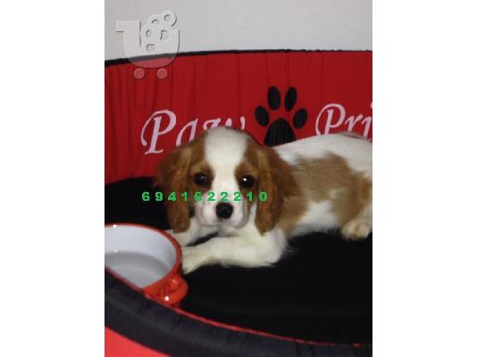 PoulaTo: King Charles Cavalier