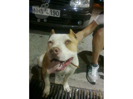 Πωλούνται καθαροαιμα κουτάβια Pitbull