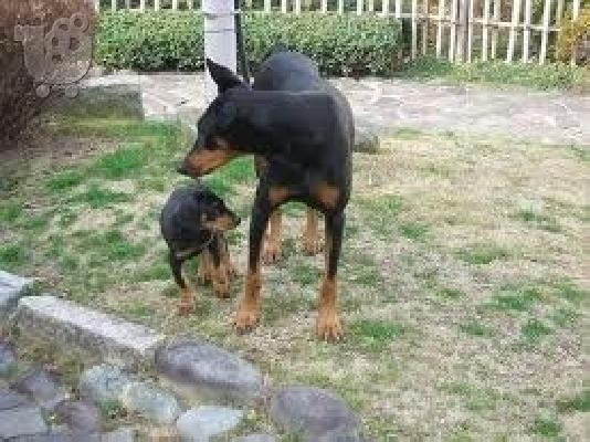 PoulaTo: doberman