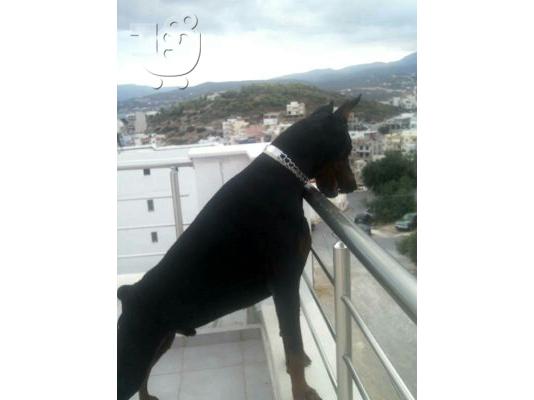 PoulaTo: DOBERMAN κουτάβια
