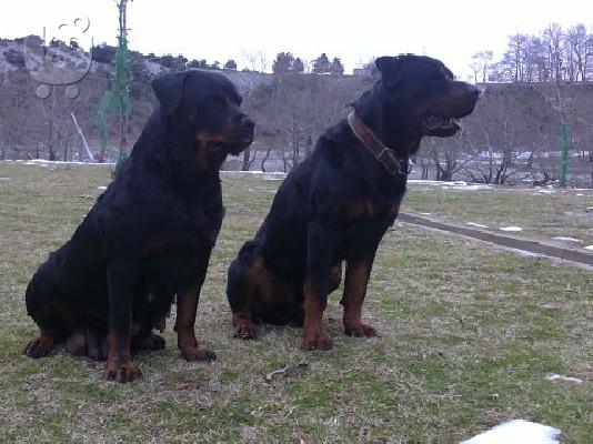 PoulaTo: pwlountai koutavia rottweiler