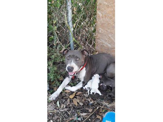 PoulaTo: Πωλούνται κουτάβια Pitbull Blue nose