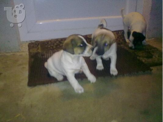 Jack Russel Terrie