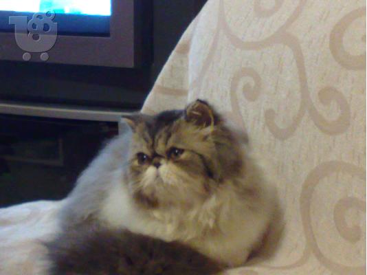 ΓΑΤΟΣ Persian