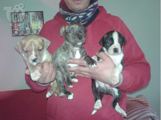 PoulaTo: Πωλείται american staffordshire