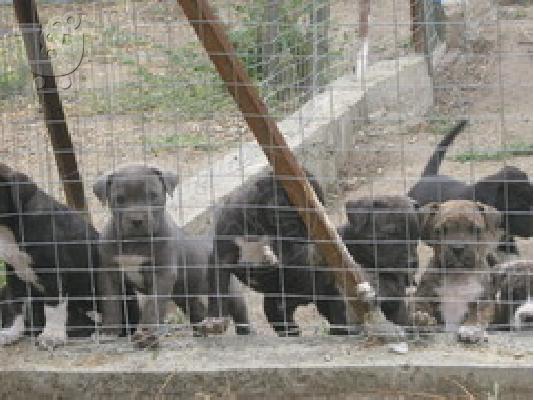 PoulaTo: presa canario