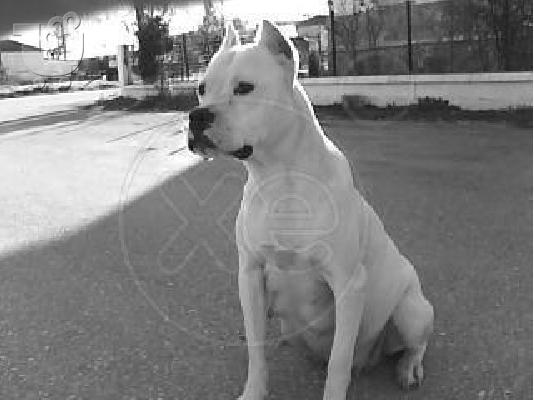 Πωλούνται κουτάβια pitbull