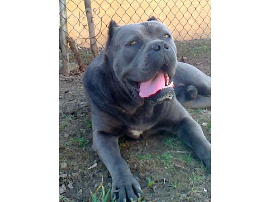 cane corso puppies for sale