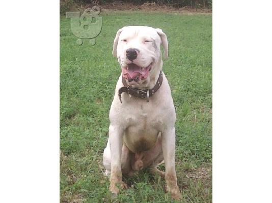 PoulaTo: DOGO ARGENTINO