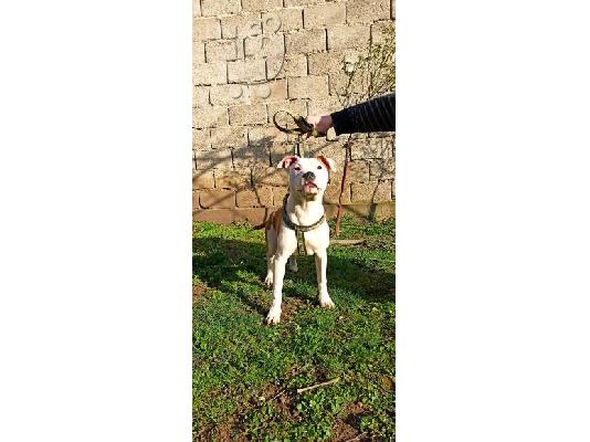 PoulaTo: Αμερικανικό τεριέ Staffordshire κουτάβια