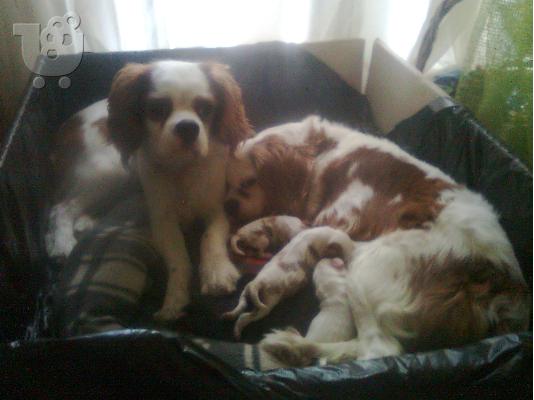 king charles cavalier