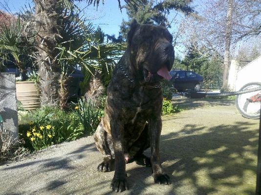 BANDOG ΠΟΛΥ ΔΥΝΑΤΑ