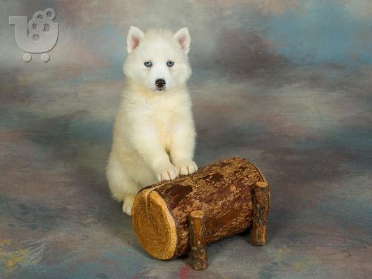 PoulaTo: HUSKY SIBERIAN-ΧΑΣΚΥ