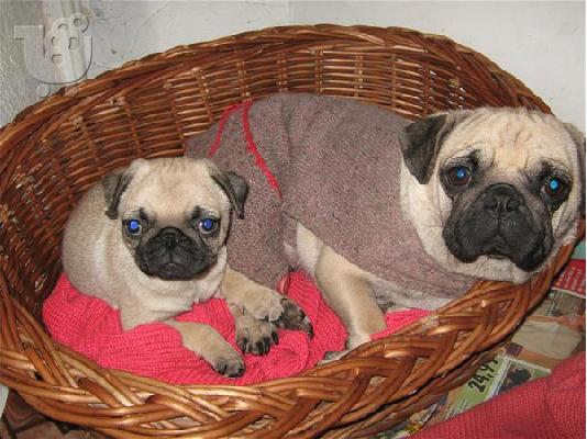 Pug-Πάγκ