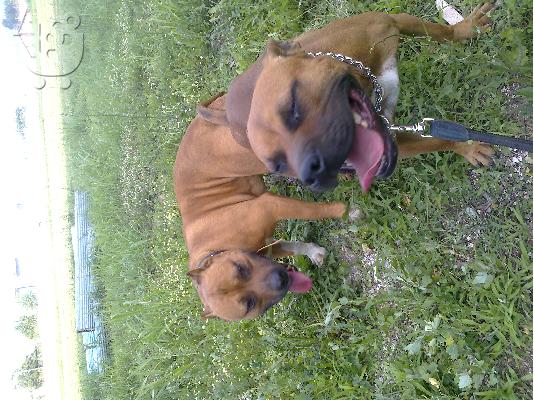 pitbull amstaff