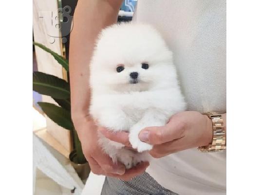 PoulaTo: πομερανός μινι καθαρόαιμα/ Pomeranian Mini