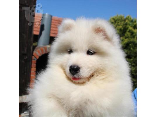 Samoyed κουτάβια