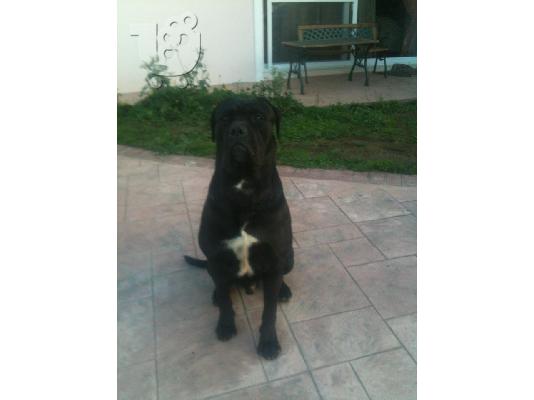 PoulaTo: Αναγγελία Γέννας CANE CORSO