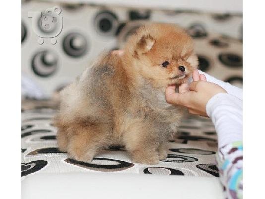 pomeranian toy