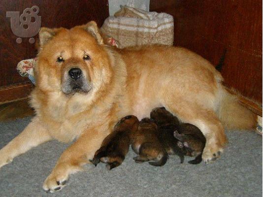 Chow chow-Τσόου Τσόου