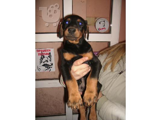 DOBERMAN KAΘΑΡΟΑΙΜΟ ΚΟΥΤΑΒΙ Ντόμπερμαν