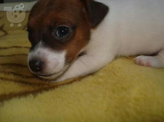 JACK RUSSEL