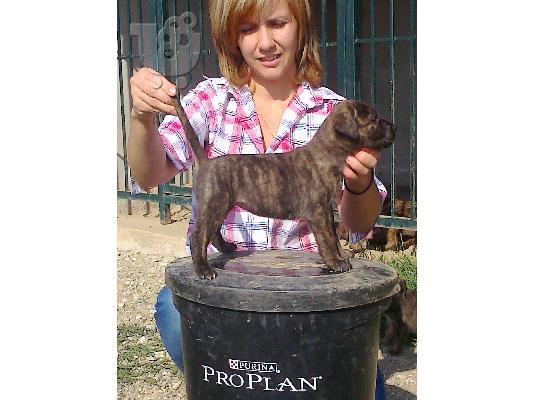 pressa canario