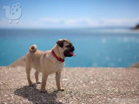 PoulaTo: Ζητώ pug