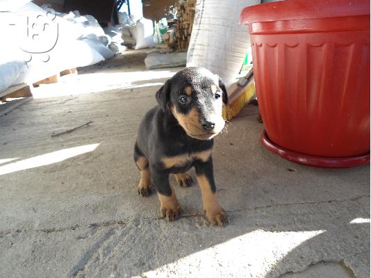 doberman