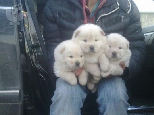 PoulaTo: CHOW CHOW