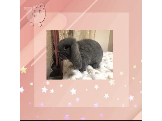 Mini Lop καθαρόαιμο