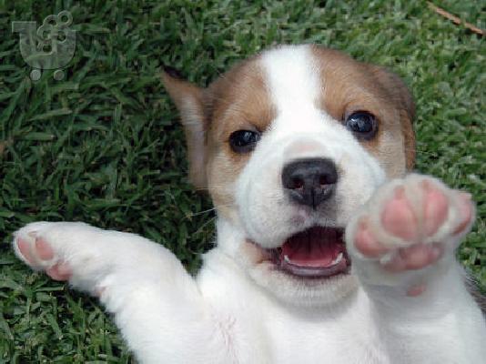 Beagle αρσενικά και θηλυκά κουτάβια διαθέσιμα σήμερα...