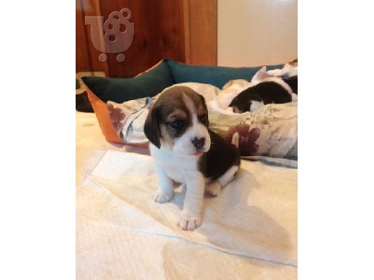 PoulaTo: BEAGLE
