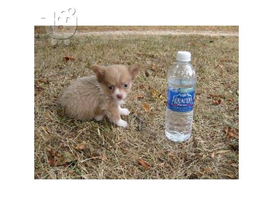ΚΑΛΑΙΣΘΗΤΟ PUPPY CHIHUAHUA για υιοθεσία