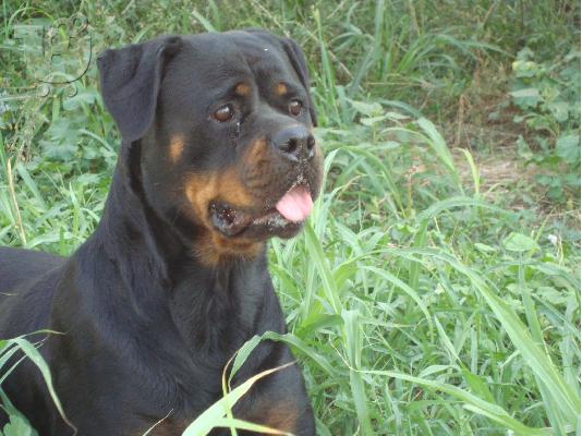 PoulaTo: Rottweiler